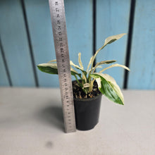 Load image into Gallery viewer, #RD13 Spathiphyllum 'Monet' - Miniature