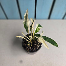Load image into Gallery viewer, #RD13 Spathiphyllum 'Monet' - Miniature