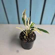 Load image into Gallery viewer, #RD13 Spathiphyllum 'Monet' - Miniature