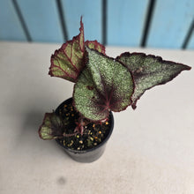 Load image into Gallery viewer, #R39 Begonia Unknown