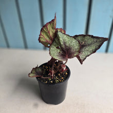 Load image into Gallery viewer, #R39 Begonia Unknown