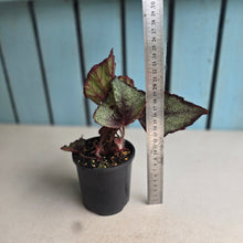 Load image into Gallery viewer, #R39 Begonia Unknown