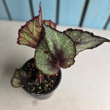 Load image into Gallery viewer, #R39 Begonia Unknown