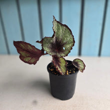 Load image into Gallery viewer, #R39 Begonia Unknown