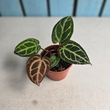 Load image into Gallery viewer, #RA17 Two x Anthurium Crystallinum x