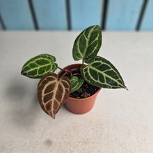 Load image into Gallery viewer, #RA17 Two x Anthurium Crystallinum x