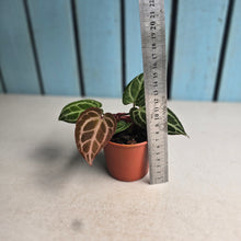 Load image into Gallery viewer, #RA17 Two x Anthurium Crystallinum x