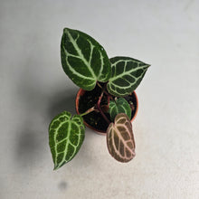 Load image into Gallery viewer, #RA17 Two x Anthurium Crystallinum x