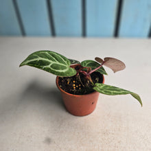 Load image into Gallery viewer, #RA17 Two x Anthurium Crystallinum x