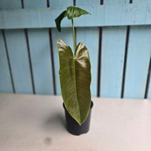 Load image into Gallery viewer, #RD24 Philodendron Sharoniae