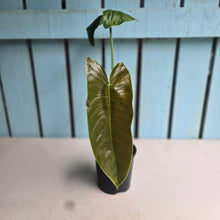 Load image into Gallery viewer, #RD24 Philodendron Sharoniae