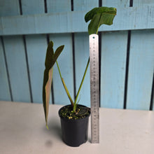 Load image into Gallery viewer, #RD24 Philodendron Sharoniae
