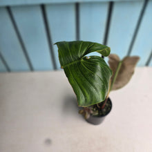 Load image into Gallery viewer, #RD24 Philodendron Sharoniae