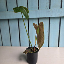 Load image into Gallery viewer, #RD24 Philodendron Sharoniae
