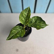 Load image into Gallery viewer, #R16 Aglaonema Rotundum x Tricolor