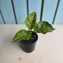 Load image into Gallery viewer, #R16 Aglaonema Rotundum x Tricolor