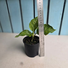 Load image into Gallery viewer, #R16 Aglaonema Rotundum x Tricolor