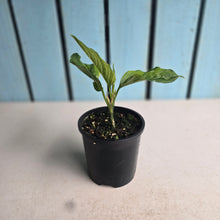 Load image into Gallery viewer, #R16 Aglaonema Rotundum x Tricolor