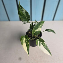 Load image into Gallery viewer, #RD1 Variegated Epipremnum Pinnatum