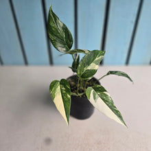 Load image into Gallery viewer, #RD1 Variegated Epipremnum Pinnatum