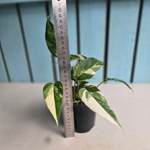 Load image into Gallery viewer, #RD1 Variegated Epipremnum Pinnatum