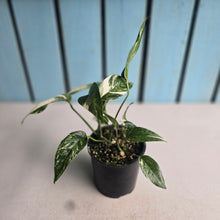 Load image into Gallery viewer, #RD1 Variegated Epipremnum Pinnatum