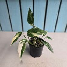 Load image into Gallery viewer, #RD1 Variegated Epipremnum Pinnatum
