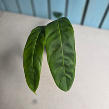 Load image into Gallery viewer, #R371 Philodendron Patriciae