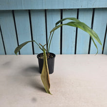 Load image into Gallery viewer, #R371 Philodendron Patriciae