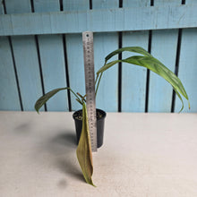 Load image into Gallery viewer, #R371 Philodendron Patriciae