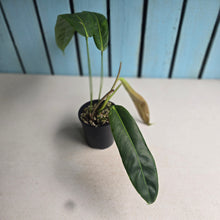 Load image into Gallery viewer, #R371 Philodendron Patriciae