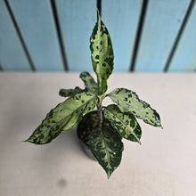 Load image into Gallery viewer, #R112 Aglaonema Pictum Tricolor