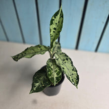 Load image into Gallery viewer, #R112 Aglaonema Pictum Tricolor