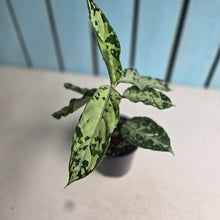 Load image into Gallery viewer, #R112 Aglaonema Pictum Tricolor