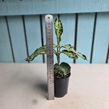 Load image into Gallery viewer, #R112 Aglaonema Pictum Tricolor