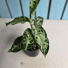 Load image into Gallery viewer, #R112 Aglaonema Pictum Tricolor