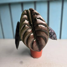 Load image into Gallery viewer, #RD23 Alocasia Cuprea