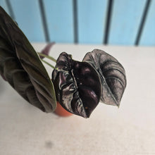 Load image into Gallery viewer, #RD23 Alocasia Cuprea