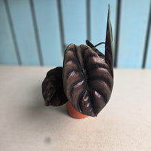 Load image into Gallery viewer, #RD23 Alocasia Cuprea
