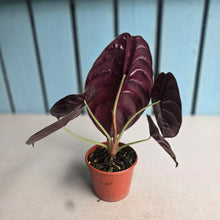 Load image into Gallery viewer, #RD23 Alocasia Cuprea