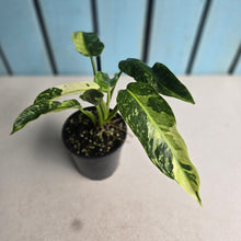 Load image into Gallery viewer, #R72 Philodendron Jose Buono
