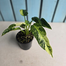 Load image into Gallery viewer, #R72 Philodendron Jose Buono