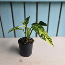 Load image into Gallery viewer, #R72 Philodendron Jose Buono