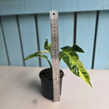 Load image into Gallery viewer, #R72 Philodendron Jose Buono