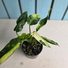 Load image into Gallery viewer, #R72 Philodendron Jose Buono