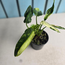 Load image into Gallery viewer, #R72 Philodendron Jose Buono