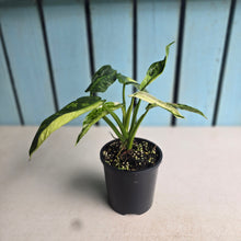 Load image into Gallery viewer, #R72 Philodendron Jose Buono