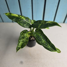 Load image into Gallery viewer, #RB7 Philodendron Jose Buono
