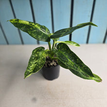 Load image into Gallery viewer, #RB7 Philodendron Jose Buono