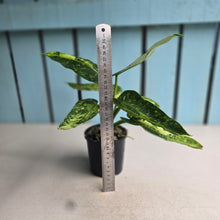 Load image into Gallery viewer, #RB7 Philodendron Jose Buono